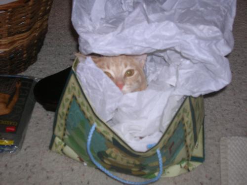 christmas cats, furry felines, pets, animals, Barn - christmas cats, furry felines, pets, animals, Barnes and Noble