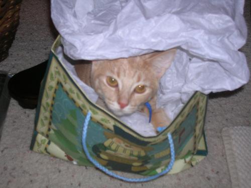 christmas cats, furry felines, pets, animals, Barn - christmas cats, furry felines, pets, animals, Barnes and Noble