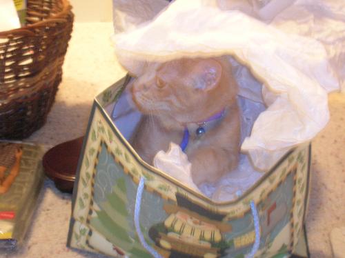 christmas cats, furry felines, pets, animals, Barn - christmas cats, furry felines, pets, animals, Barnes and Noble