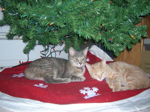 christmas cats, furry felines, pets, animals, Barn - christmas cats, furry felines, pets, animals, Barnes and Noble