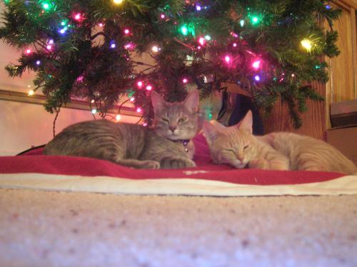 christmas cats, furry felines, pets, animals, Barn - christmas cats, furry felines, pets, animals, Barnes and Noble