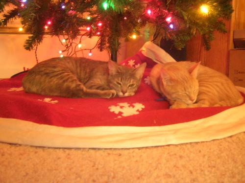 christmas cats, furry felines, pets, animals, Barn - christmas cats, furry felines, pets, animals, Barnes and Noble