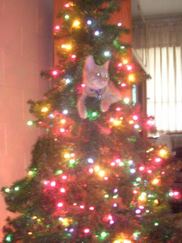 christmas cats, furry felines, pets, animals, Barn - christmas cats, furry felines, pets, animals, Barnes and Noble