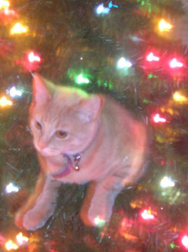 christmas cats, furry felines, pets, animals, Barn - christmas cats, furry felines, pets, animals, Barnes and Noble