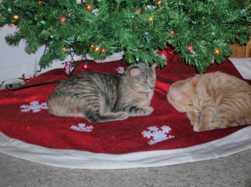 christmas cats, furry felines, pets, animals, Barn - christmas cats, furry felines, pets, animals, Barnes and Noble
