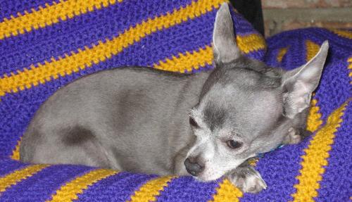 LSU Chihuahua - My chihuahua, Bubba, on his favorite LSU blanket