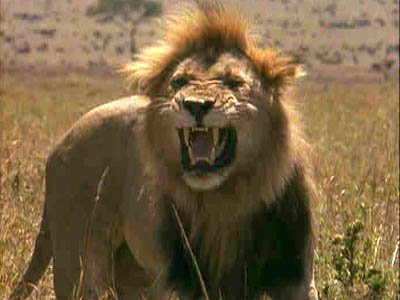 Lion - King of beasts or just a nice kitty? Lion - King of beasts or just a nice kitty?