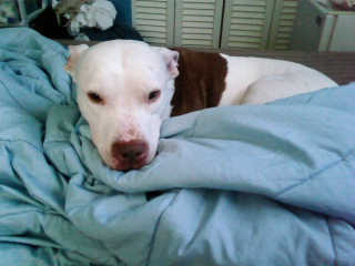 Scrappy - my baby