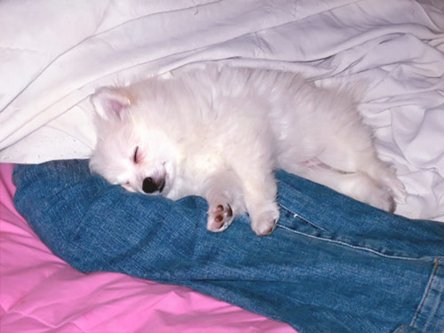 teacup pom - my white pom baby Coco...3 lbs she likes sleeping on my legs ;)