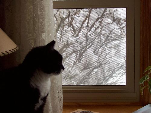 Ms. Em last week checking out the blizzard - Such a loving little thing. We will miss her.