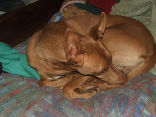 Dog on my bed -  This is a picture of my dog Kharis. He's a pharaoh hound and he loves to get on the bed when my husband gets up in the morning.