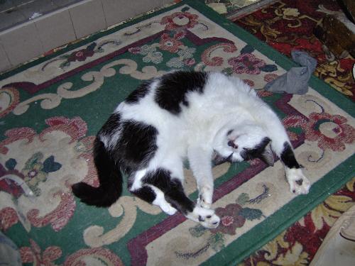 Poppy - Relaxing in a typical pose in front of the fire.