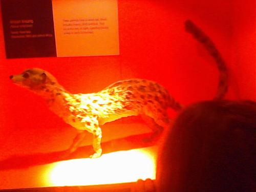 zoo days - natural history museum some thing from long ago