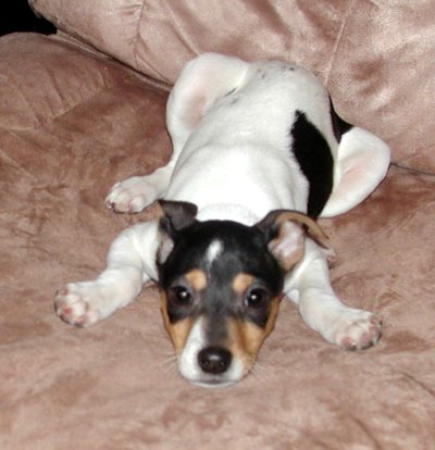 Beanie - One of my Rat Terrier puppies, Beanie. She's a little doll baby.