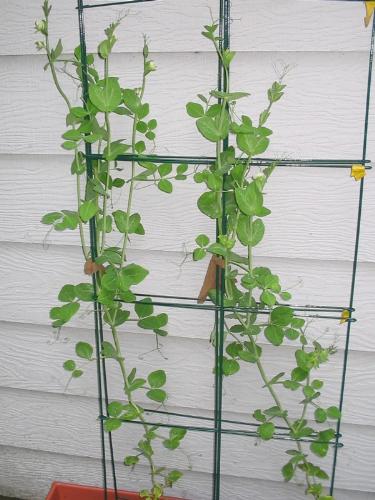 Sugar Snap Peas -  A few sugar snap peas that I planted at a previous residence. Yummmm!