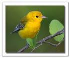 The birds are chirping! - chirping birds The birds are chirping! - chirping birds