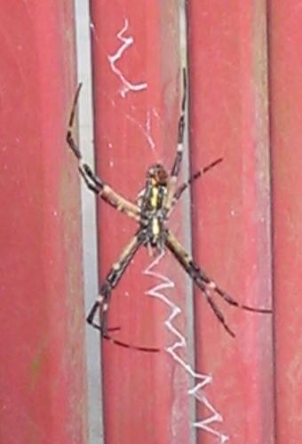 Black and Yellow Argiope Spider -  These spiders lived outside my home in NC. I don't 'do' spiders, but these guys were gorgeous!  They're call the Black and Yellow Argiope, or just garden spider.