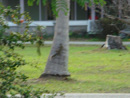 squirrel - This is a shot I took of a squirrel climbing a tree.