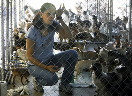 the rescues dogs - some of the 800 small dogs that were rescued the rescues dogs - some of the 800 small dogs that were rescued