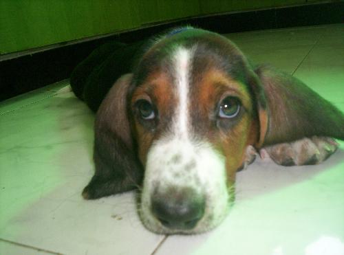 dog - Basset hound - the laziest dog on earth