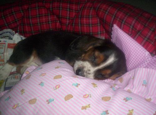 Basset hound pup - sleep well - basset hound pup sleeping in his crib