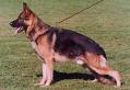 german shepard dog - german shepard dog