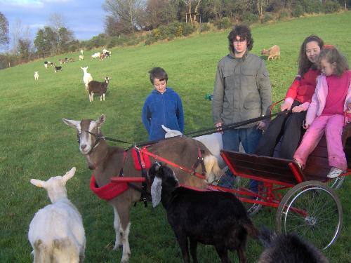 goat and cart - Just a fun day with Big Girl and my daughters in the cart.