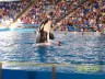 Sea world - My kids and Husbands first trip to Sea world and they naturally loved Shamu. My husband and kids all had a look of awe on their faces when Shamu jumped out of the water.