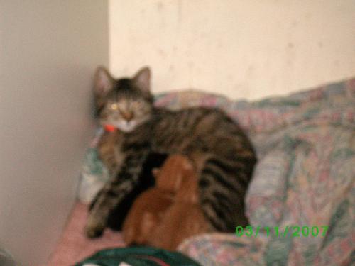 Tera - This is tera and her kittens last year, not long after their birth.