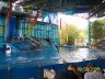 sea world - Dolphins at the Viva show. They did amazing jumps in time to the music. This was my favorite show at sea world because of all the color, comedy, the dolphins, the high divers, and the beluga whales.