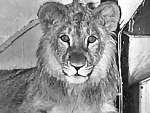Christian the lion. - christian the lion