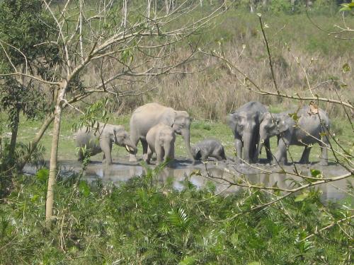 Young elephants at Kaziranga - A group of young elephants frolicking in the muddy waters of a channel in the Kaziranga National Park, Assam,India.