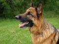 german shepard - german shepard