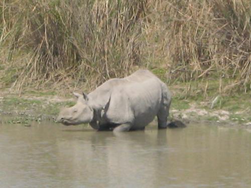 Rhino - The Great Indian Rhinoceros at Kaziranga, Assam, India.