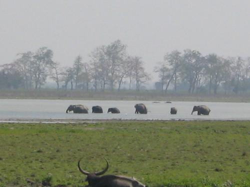 Kaziranga - A buffalo and in the background elephants bathing inside Kaziranga National Park at Assam.
