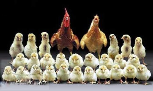 this is the real family  - this is the real family