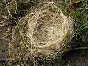 Empty nest ..... - empty nest