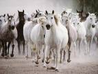 horses - white horses