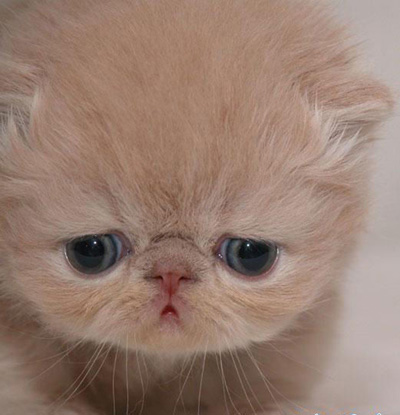 animal - a gloomy but pretty cat
