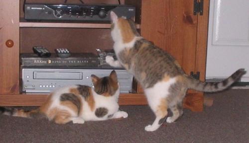 Kittens Want a Movie -  Laverne and Shirley picking out what movie to watch.