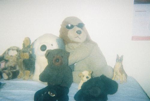 Russell's Furry Family With Rascal In Charge - This pic shows part of Russell's Furry Family (as he collectively calls all of his stuffed animals) with Rascal (in the gold chain and shades looking cool) keeping an eye on them.