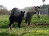 my beautiful horse and her beautiful baby girl -  My horse and her second baby. She is a great horse and mom and takes good care of her babies.