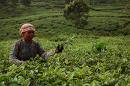 tea - The tea plantation