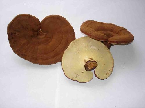 mushrooms - reishi mushrooms