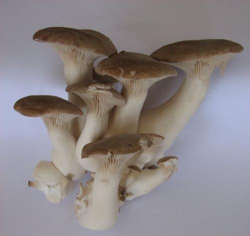 mushrooms - king mushrooms