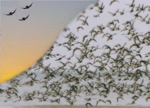 seagulls - birds