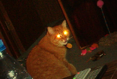 spooky - This is Icculus, a former pet, who was actually very sweet. Not sure how the camera flash changed him into a demon cat, but this is totally unedited.