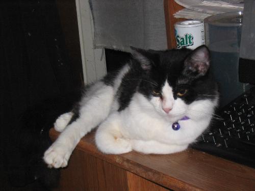 Oliver - tech cat - Here is the little culprit! Oliver - tech cat - Here is the little culprit!