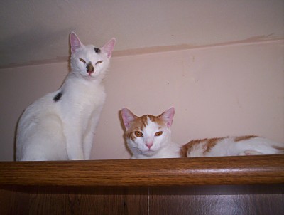 Tabby and Pumpkin - Two of our cats while sitting on top of the DVD shelves