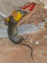 Gross pic but...do mice really like cheese? - mouse trap